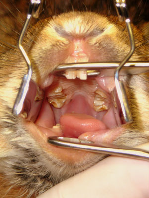 Odontología en animales exóticos
